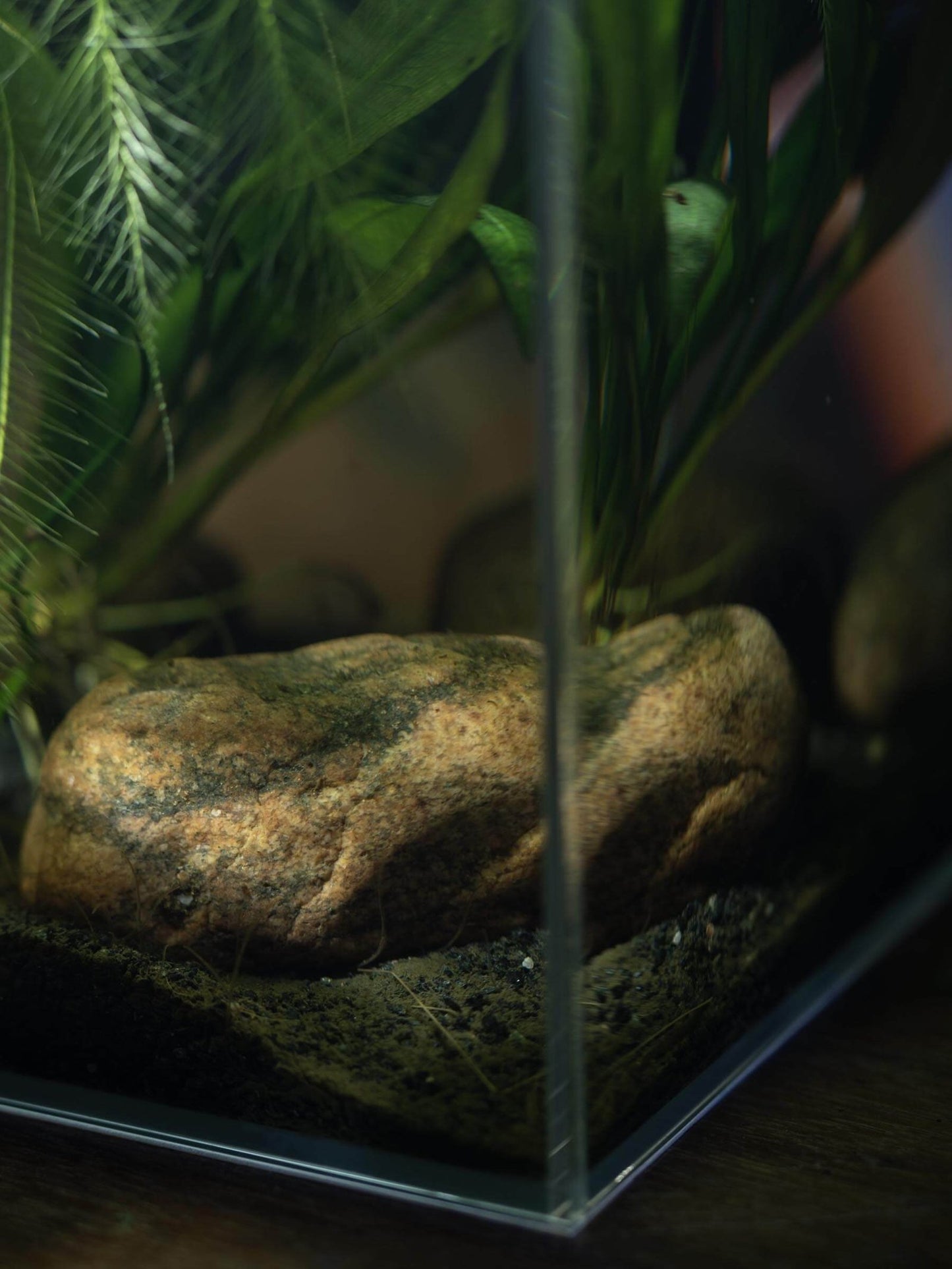 ZooRud akvariesett m/ OptiWhite glass
