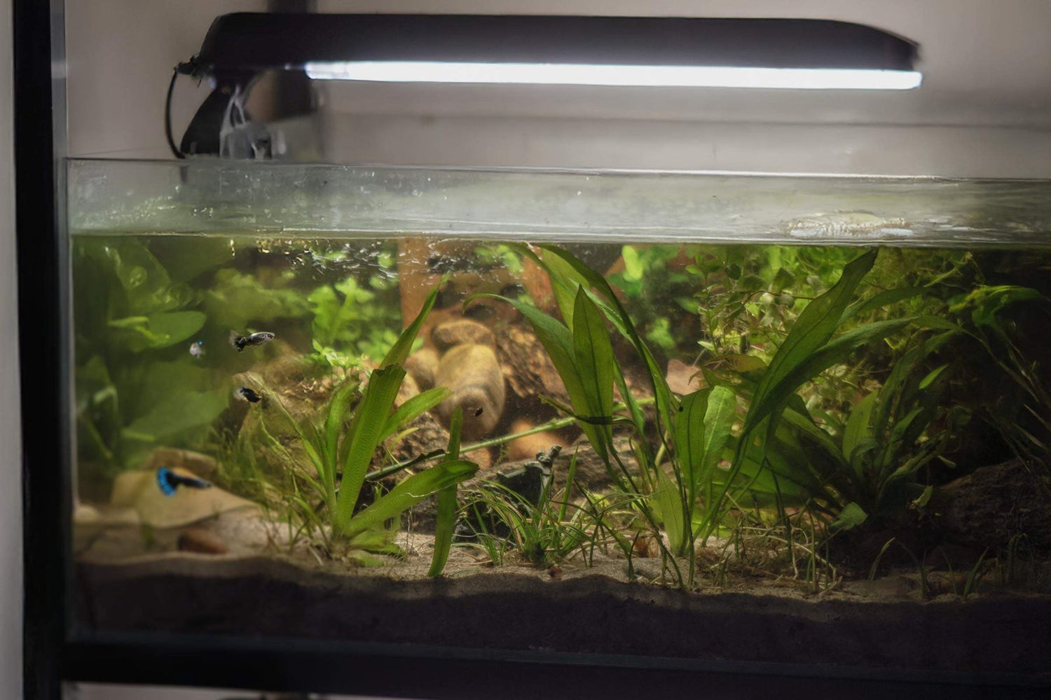 Akvariesett