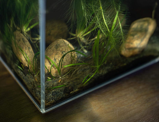 ZooRud akvariesett m/ OptiWhite glass