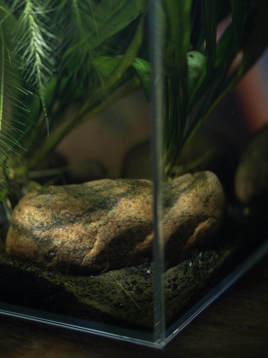 ZooRud akvariesett trepakning
